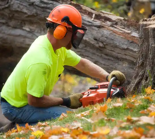 tree services White Bear Lake